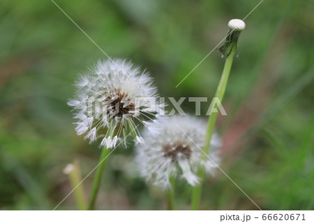綿毛 66620671
