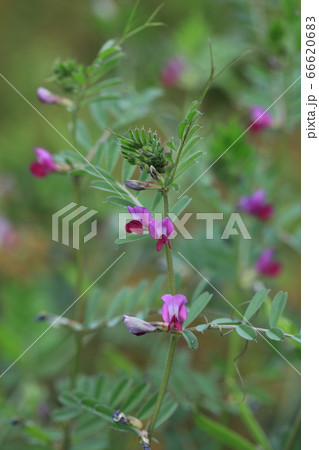 ヤハズエンドウ 66620683