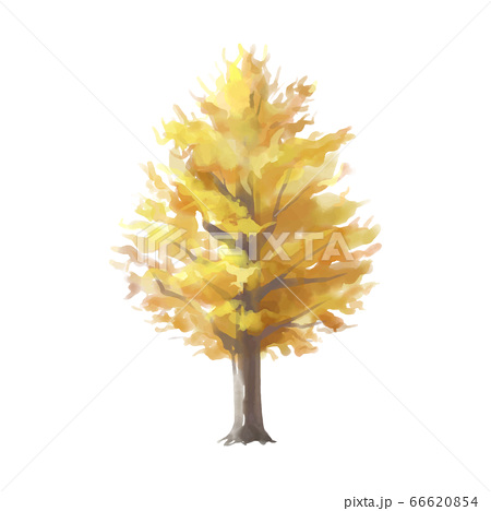 秋イメージ おしゃれなイチョウの水彩風紅葉イラストのイラスト素材
