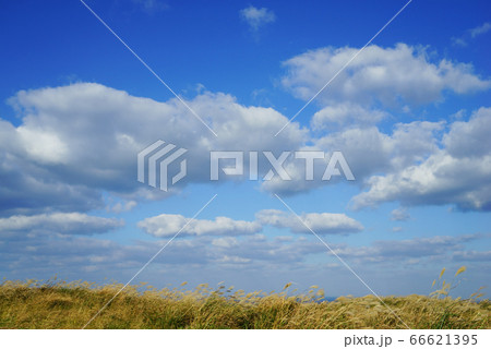 空 青い空 ススキ 66621395