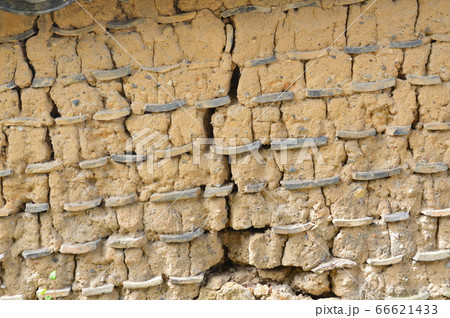 ひび割れた土壁（唐招提寺／奈良県奈良市五条町） 66621433