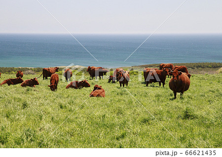 短角牛 短角牛 66621435