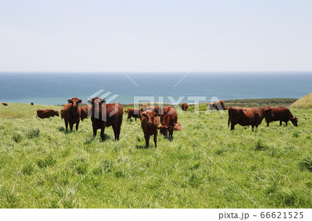 短角牛 短角牛 66621525