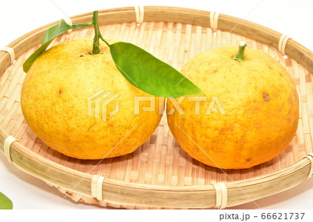 夏みかん 66621737