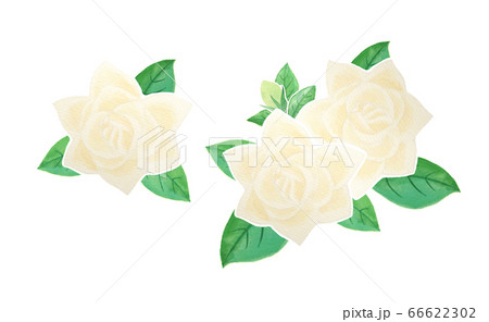 くちなしの花のイラスト素材