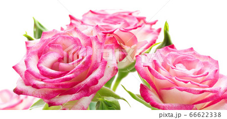 Pink rose flower in drops after rain 66622338