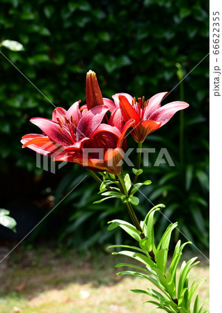 赤い百合、木漏れ日、光、揺らぎ、ユリ、花イメージ素材 赤い百合、木漏れ日、光、揺らぎ、ユリ、花イメージ素材 66622355