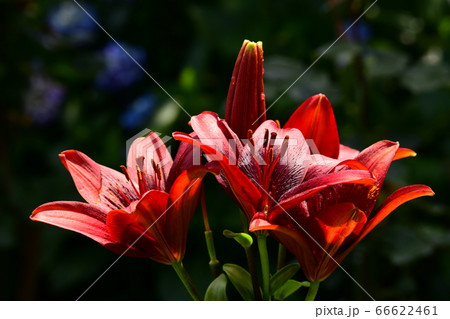 紫陽花の季節の赤い百合、木漏れ日、光、揺らぎ、ユリ、花イメージ素材 紫陽花の季節の赤い百合、木漏れ日、光、揺らぎ、ユリ、花イメージ素材 66622461