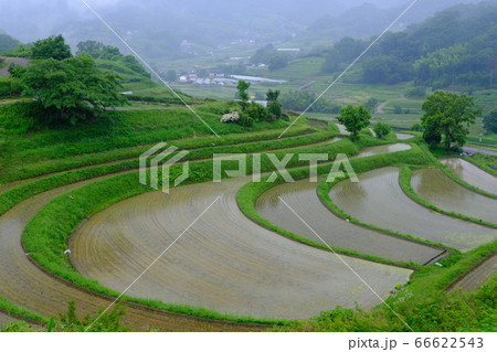 雨の棚田(奈良県高市郡明日香村) 雨の棚田(奈良県高市郡明日香村) 66622543