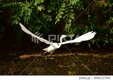 世界遺産・百舌鳥古市古墳群・大きいシラサギが飛ぶ仁徳陵 66622566