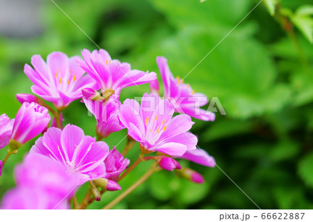 レウイシアの花 66622887