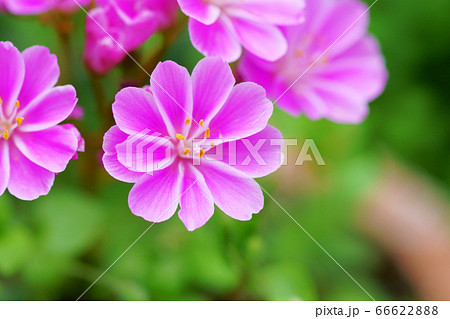 レウイシアの花 レウイシアの花 66622888