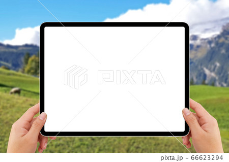 The human two hands holding white screen mockup tablet computer, cow in Switzerland mountain village 66623294
