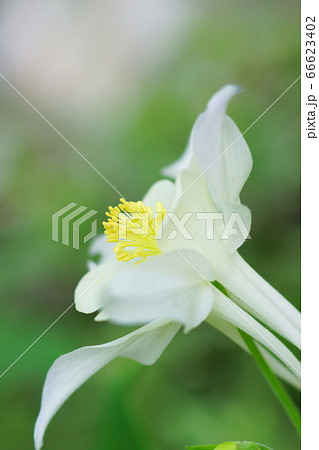 白いオダマキの花の写真素材