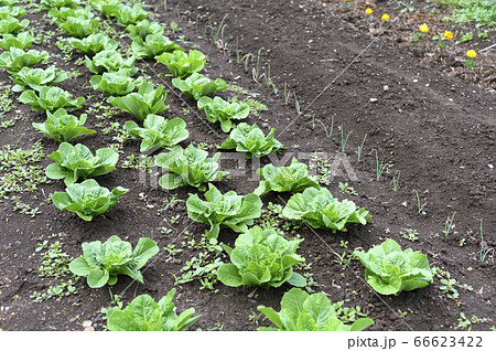 野菜が植えられた畑 レタス チシャの苗 の写真素材