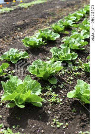 野菜が植えられた畑(レタス チシャの苗) 野菜が植えられた畑(レタス チシャの苗) 66623425