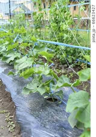 野菜が植えられた畑（キュウリの苗） 66623427