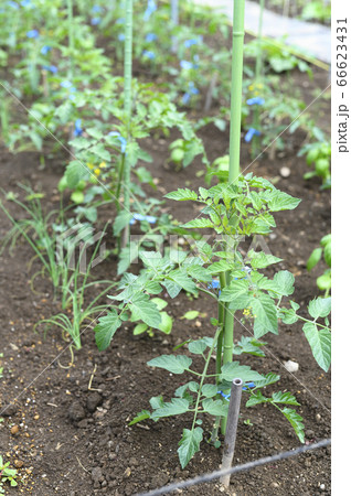 野菜が植えられた畑(ミニトマト) 野菜が植えられた畑(ミニトマト) 66623431