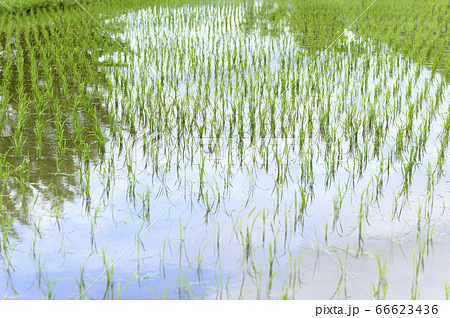 春の水田(田植え直後) 春の水田(田植え直後) 66623436