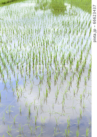 春の水田(田植え直後) 春の水田(田植え直後) 66623437