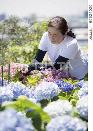 紫陽花の手入れをするミドルの日本女性の写真素材