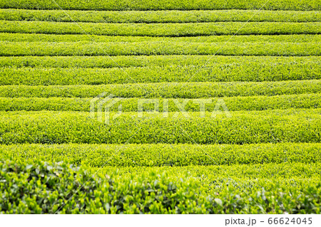 Green tea plantation in Tenryu Green tea plantation in Tenryu 66624045
