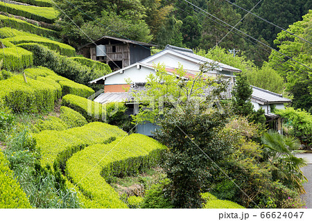 Green tea plantation in Tenryu Green tea plantation in Tenryu 66624047