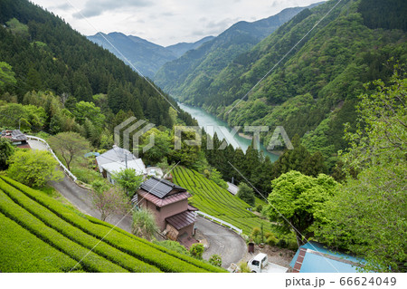 Green tea plantation in Tenryu 66624049