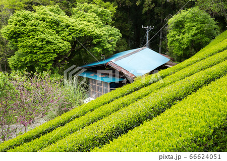 Green tea plantation in Tenryu Green tea plantation in Tenryu 66624051