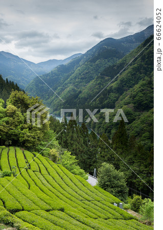 Green tea plantation in Tenryu Green tea plantation in Tenryu 66624052