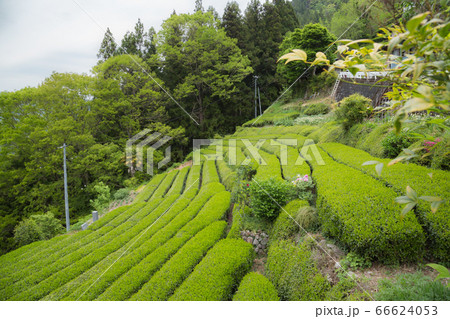 Green tea plantation in Tenryu 66624053