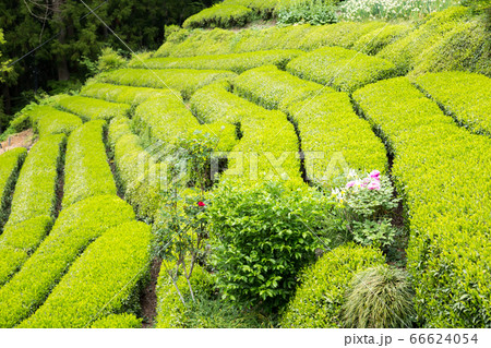 Green tea plantation in Tenryu 66624054