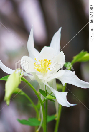白いオダマキの花 白いオダマキの花 66624082