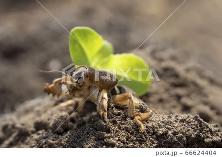Mole cricket (Gryllotalpa gryllotalpa) Mole cricket (Gryllotalpa gryllotalpa) 66624404
