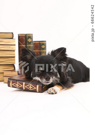 チワワと本 66624542