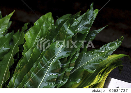 緑色 緑 グリーン 66624727