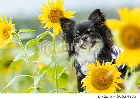 ロングコートチワワ 66624855