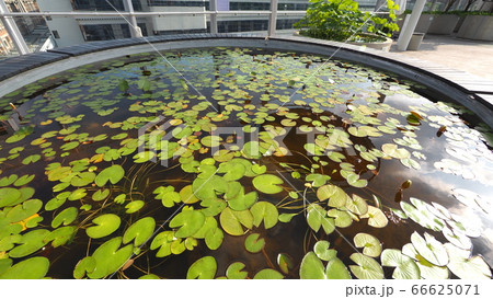 夏の花 花畑 蓮 66625071