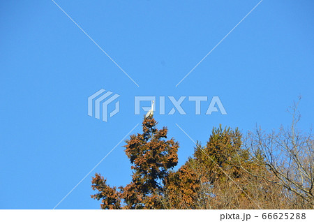 梢の上のサギ（谷津池／埼玉県寄居町） 66625288