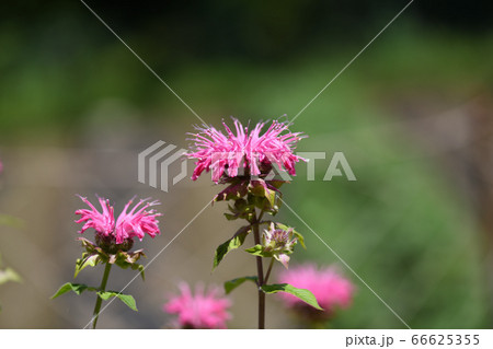 梅雨晴れのタイマツバナ 66625355
