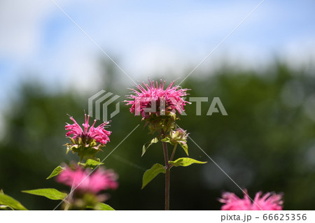 梅雨晴れのタイマツバナ 梅雨晴れのタイマツバナ 66625356
