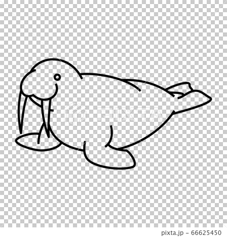 セイウチ 66625450