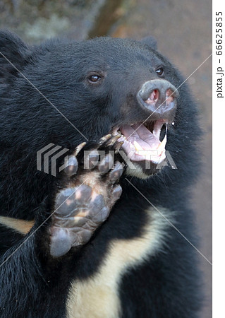 餌をねだるツキノワグマ 熊(アジアクロクマ、ヒマラヤグマ) 餌をねだるツキノワグマ 熊(アジアクロクマ、ヒマラヤグマ) 66625855