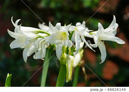 6月　江東267ﾊﾏｵﾓﾄ･ﾋｶﾞﾝﾊﾞﾅ科･夢の島熱帯植物館 66626149