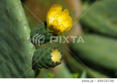 Saboten☆ $_57.JPG?set_id=880000500F