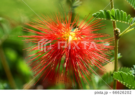 6月 江東232カリアンドラ・マメ科・夢の島熱帯植物館 6月 江東232カリアンドラ・マメ科・夢の島熱帯植物館 66626202