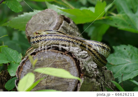 木の上でとぐろを巻くシマヘビの写真素材