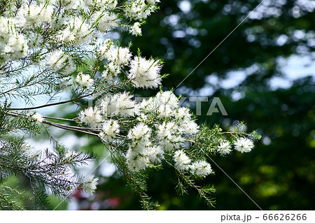 ティーツリーの花の写真素材