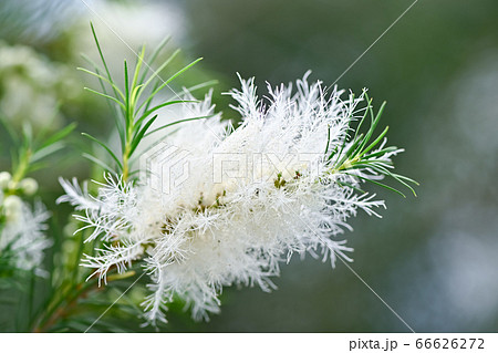 ティーツリーの花の写真素材