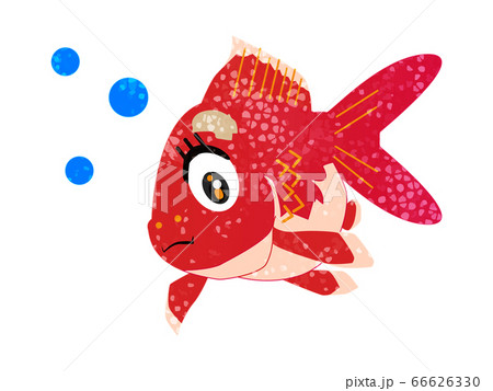 金魚 かわいいのイラスト素材